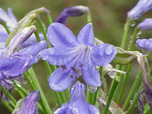 Agapanthus plant