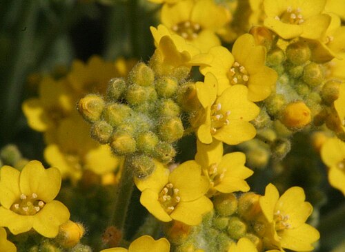 Alyssum plant
