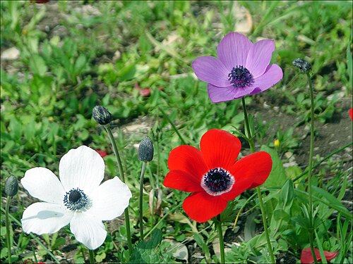 Anemone plant