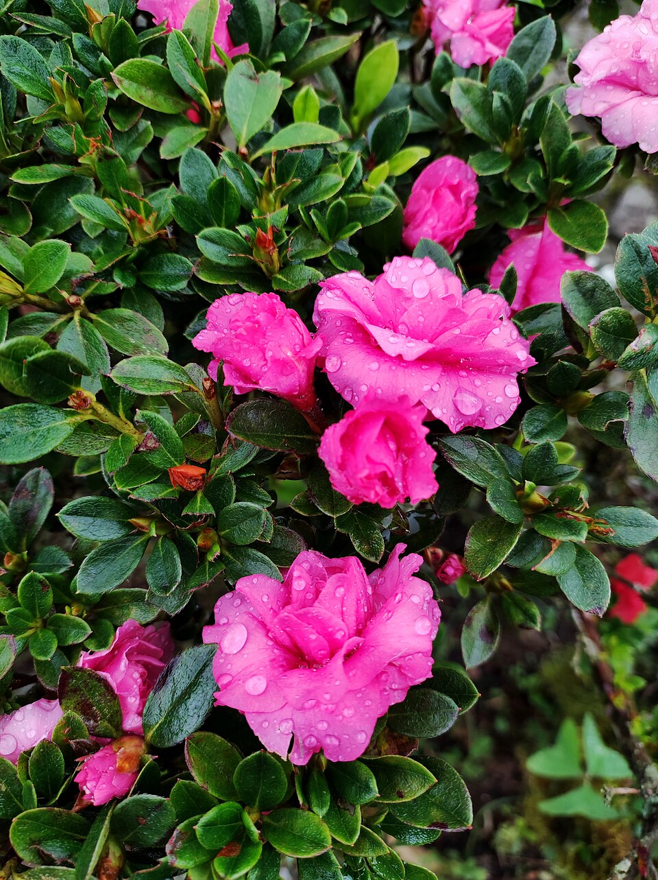 Azalea plant