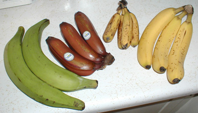 Banana plant