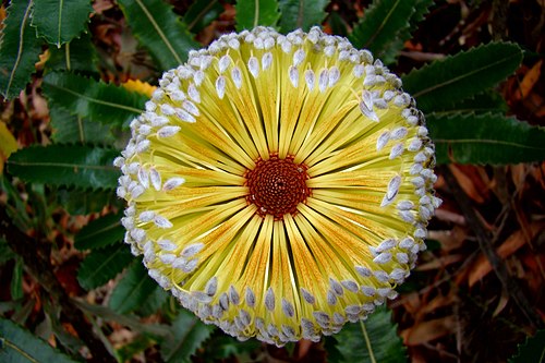 Banksia plant
