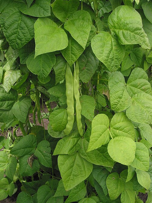 Beans plant
