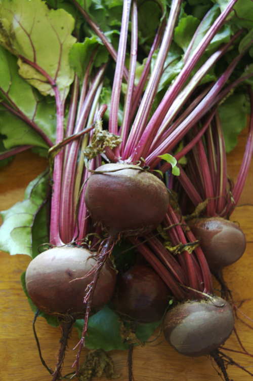 Beetroot plant