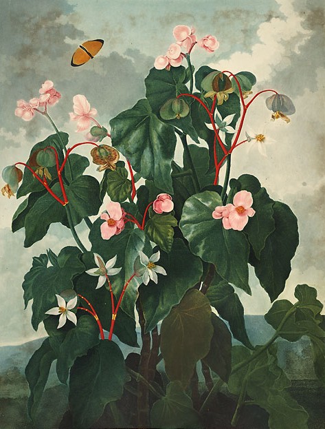 Begonia plant