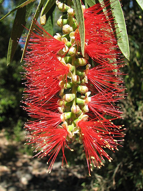 Bottlebrush plant