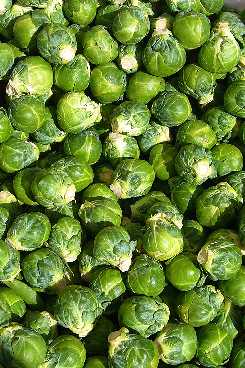 Brussels sprouts plant