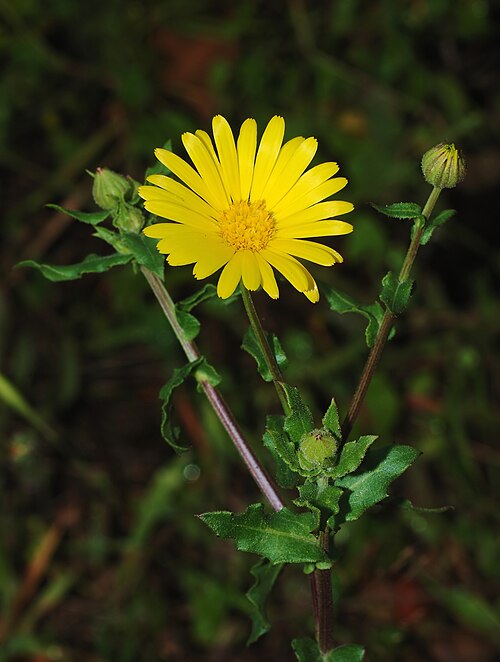 Calendula plant