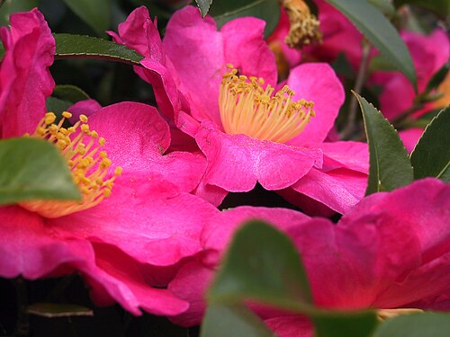 Camellia plant