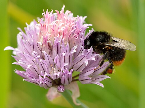 Chives plant