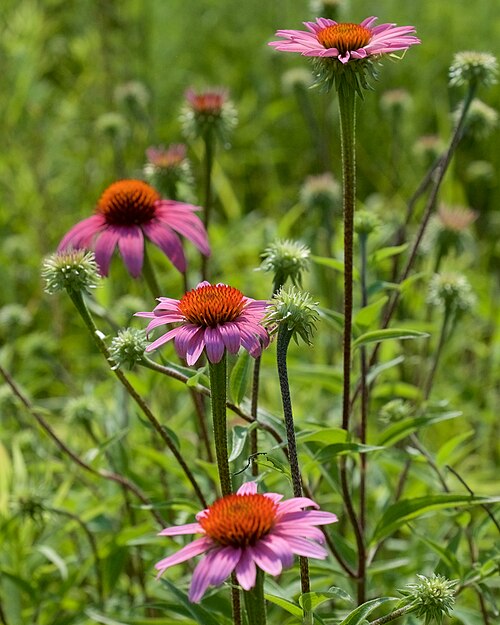Coneflower plant