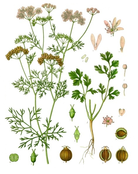 Coriander plant