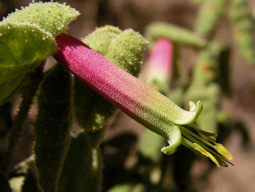 Correa plant