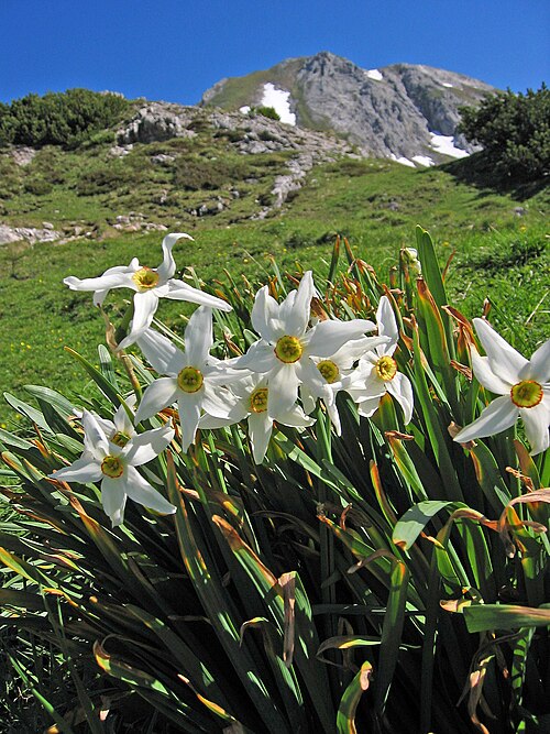 Daffodil plant