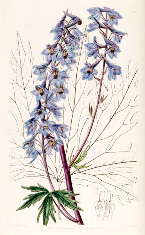 Delphinium plant