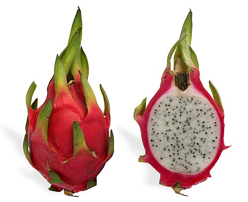 Dragon fruit plant