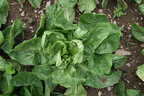 Endive plant
