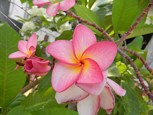 Frangipani plant