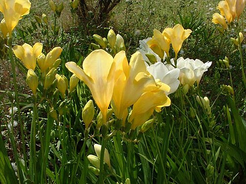 Freesia plant