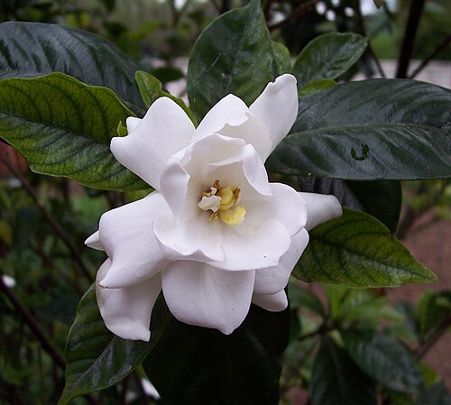 Gardenia plant