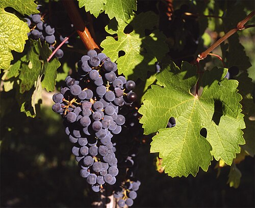 Grapevine plant