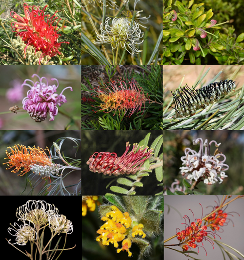 Grevillea plant