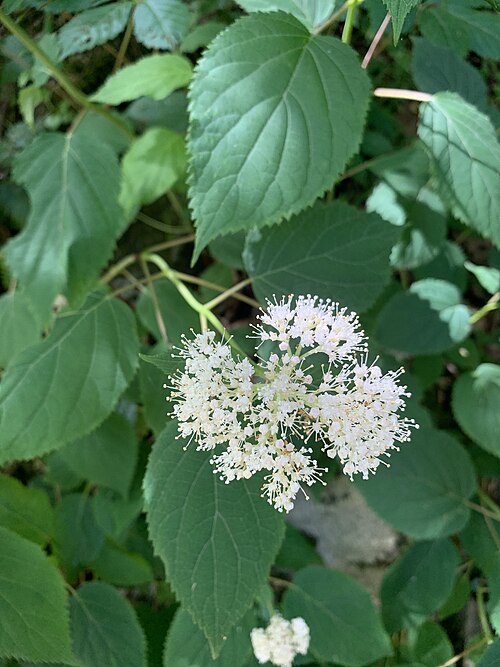 Hydrangea plant
