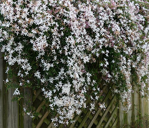 Jasmine plant