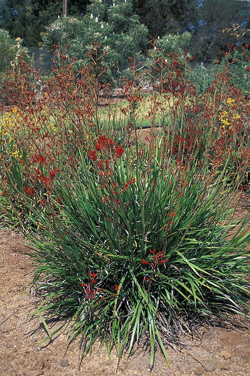 Kangaroo paw plant