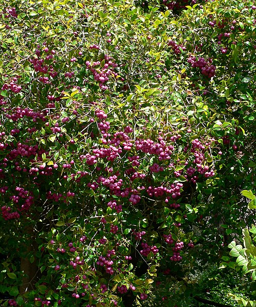 Lilly pilly plant