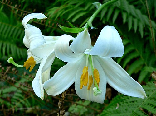 Lily plant