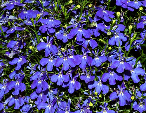 Lobelia plant