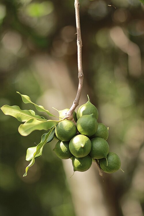 Macadamia plant
