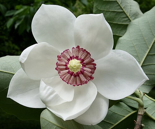 Magnolia plant