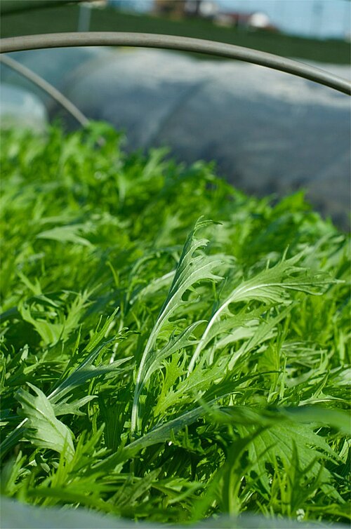 Mizuna plant