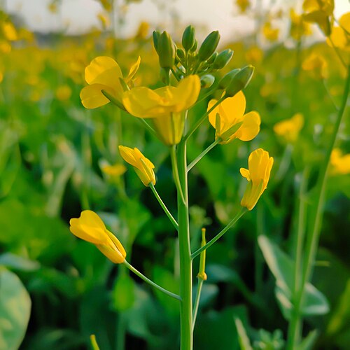Mustard greens plant
