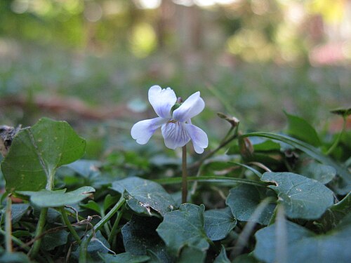 Native violet plant