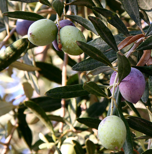 Olive plant