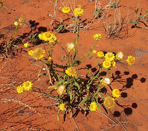 Paper daisy plant