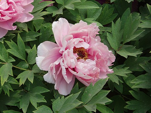 Peony plant