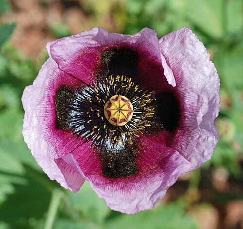 Poppy plant