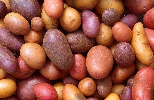 Potato plant