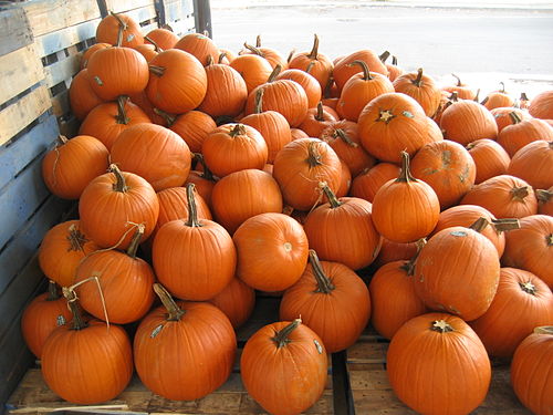 Pumpkin plant