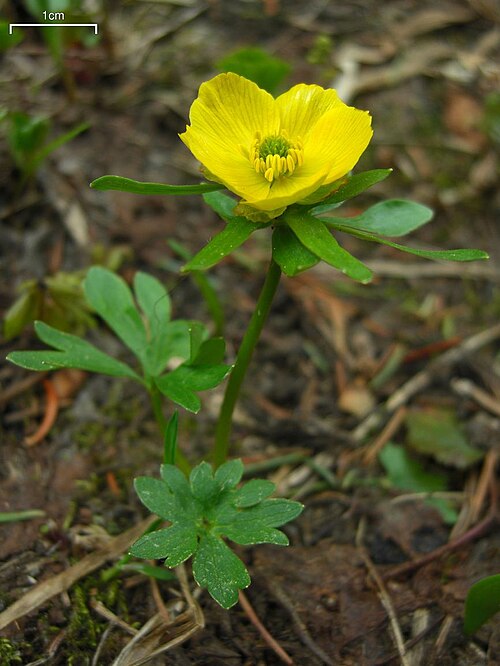 Ranunculus plant