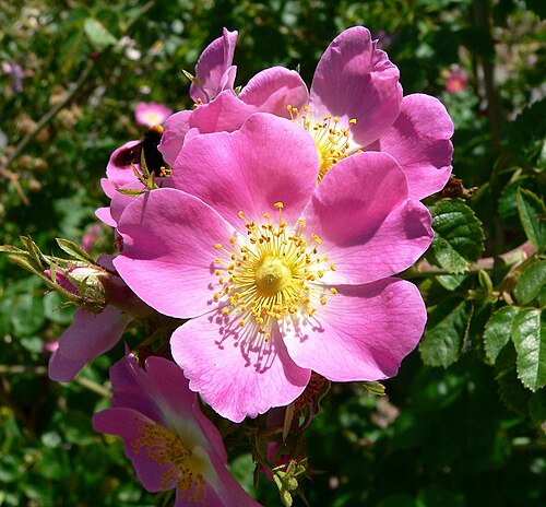 Rose plant