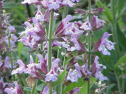 Salvia plant