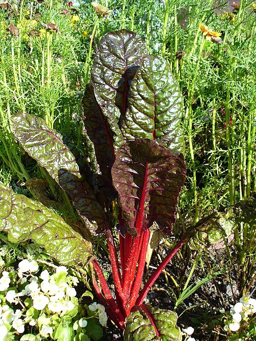 Silverbeet plant