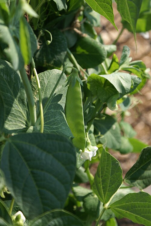 Snow peas plant