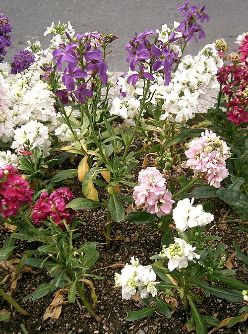 Stock plant