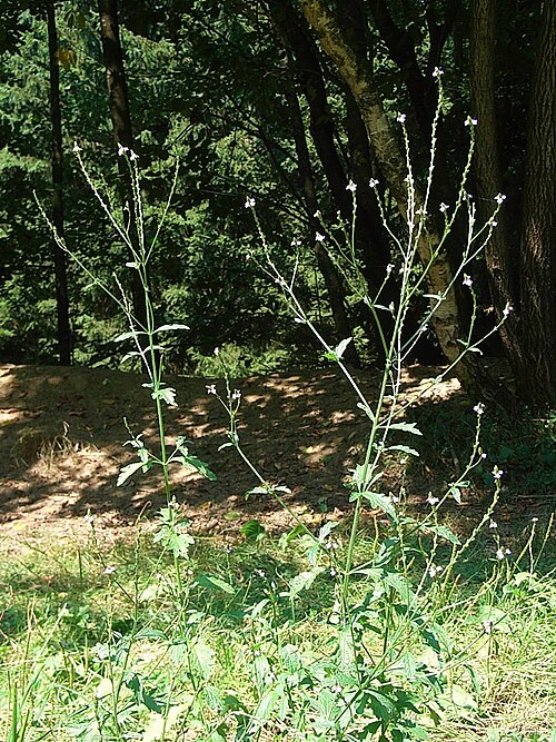 Verbena plant